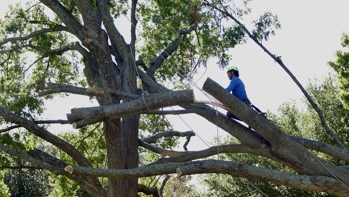 Professional Crown Thinning performed by certified arborists in Palatine Bridge